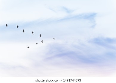 Migratory Birds Flying In The Shape Of V On The Soft And Blur Pastel Colored Sky Background. Gradient Clouds On The Beach Resort. Nature. Sunrise.  Peaceful Morning.Instagram Toned Style