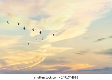 Migratory birds flying in the shape of v on the soft and blur pastel colored sky background. gradient clouds on the beach resort. nature. sunrise.  peaceful morning.Instagram toned style 