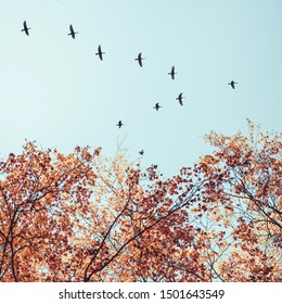 Migratory birds flying in the shape of v over autumn forest with birch trees. Sky and clouds with effect of pastel colored.Instagram size 