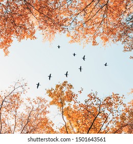 Migratory birds flying in the shape of v over autumn forest with birch trees. Sky and clouds with effect of pastel colored.Instagram size 