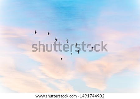 Migratory birds flying in the shape of v on the soft and blur pastel colored sky background. gradient clouds on the beach resort. nature. sunrise.  peaceful morning.Instagram toned style 
