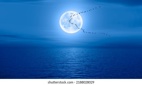 Migratory birds flying in the sky with full blue moon "Elements of this image furnished by NASA " - Powered by Shutterstock