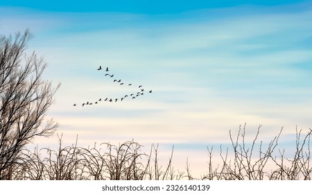 Migratory birds flying in the sky, leafless trees and bushes. Early morning sunrise. Amazing nature landscape. - Shutterstock ID 2326140139