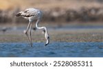 Migratory birds Greater Flamingo wandering in the shallow water at the bird sanctuary in the early winter morning low light