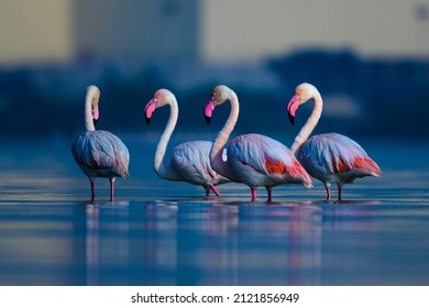 Migratory birds Greater Flamingo wandering in the shallow water at  the bird sanctuary in the early 
 morning blue hour - Shutterstock ID 2121856949