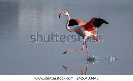 Migratory birds Greater Flamingos wandering in the shallow sea backwaters at the bird sanctuary in the early morning blue hour
