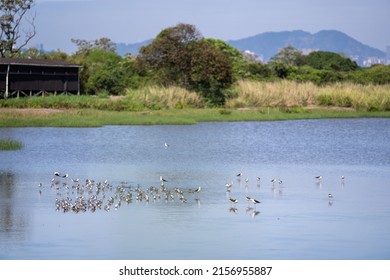 The Migratory Birds In Mai Po, Hong Kong