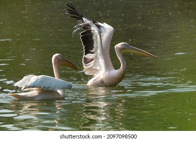 Migratory Birds, National Zoological Park, New Delhi, India - Shutterstock ID 2097098500