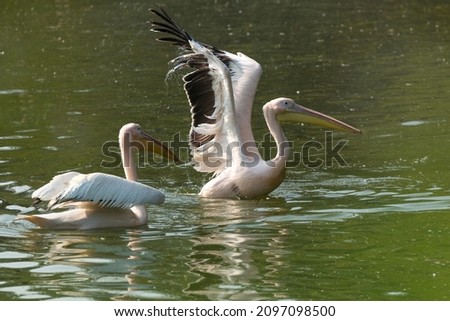 Migratory Birds, National Zoological Park, New Delhi, India
