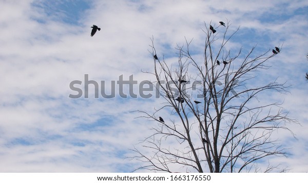 Migratory birds.\
Ravens fly and sit over\
leafless trees.\
Birds meet before migrating.\
Bird migration,\
animals in the city.\
crows gathering.\
Flock of crows. \
Birds\
group.\
Crow crowd, animal\
migration
