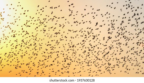 Migratory birds of starlings at dawn. Beautiful textured effect and unique background.