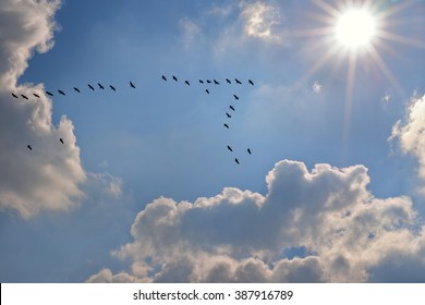 Migratory Birds With Sun