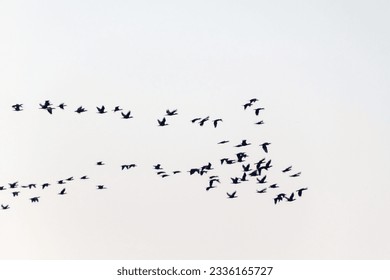 Migratory birds in V-shape formation - Shutterstock ID 2336165727