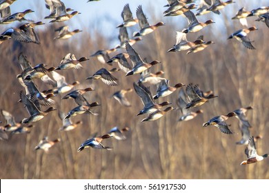 Migratory Eurasian wigeon (Anas penelope) ducks are leaving for the southern hibernating areas in autumn and winter.