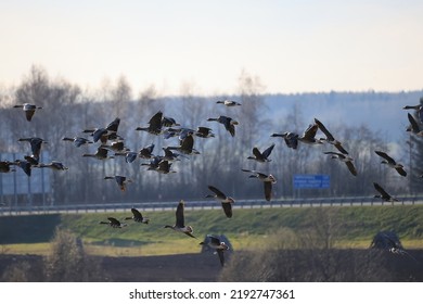 Migratory Geese Flock In The Spring In The Field