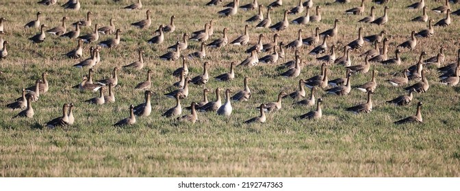 Migratory Geese Flock In The Spring In The Field