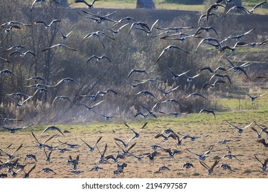 Migratory Geese Flock In The Spring In The Field