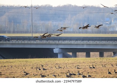 Migratory Geese Flock In The Spring In The Field