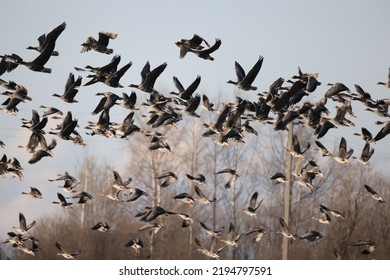 Migratory Geese Flock In The Spring In The Field