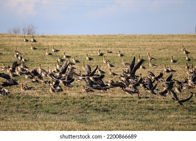 Migratory Geese Flock In The Spring In The Field