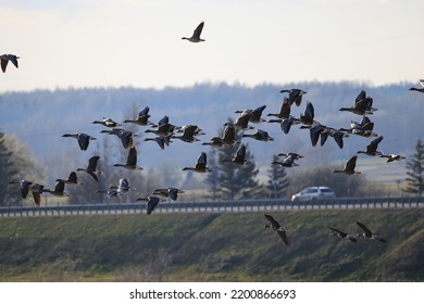 Migratory Geese Flock In The Spring In The Field