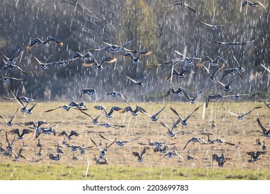 Migratory Geese Flock In The Spring In The Field