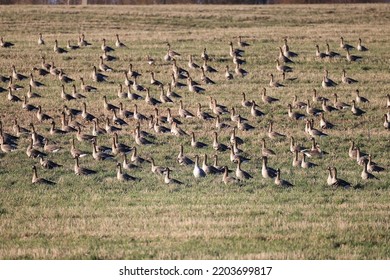 Migratory Geese Flock In The Spring In The Field