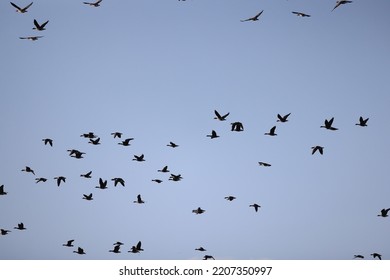 Migratory Geese Flock In The Spring In The Field