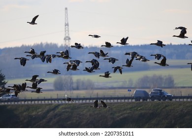 Migratory Geese Flock In The Spring In The Field