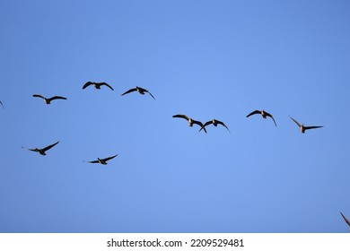 Migratory Geese Flock In The Spring In The Field