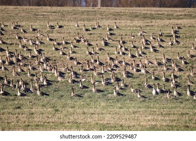 Migratory Geese Flock In The Spring In The Field