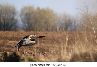 Migratory Geese Flock In The Spring In The Field