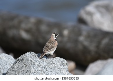 a migratory Horned Lark walking around
