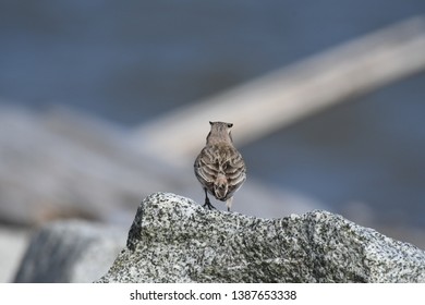 a migratory Horned Lark walking around