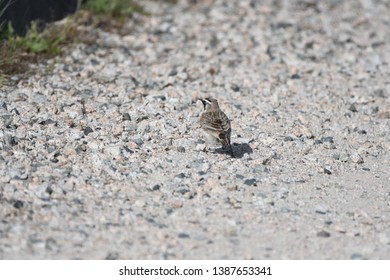 a migratory Horned Lark walking around