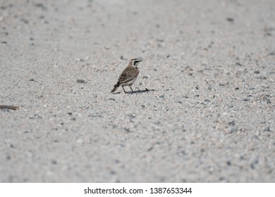 a migratory Horned Lark walking around