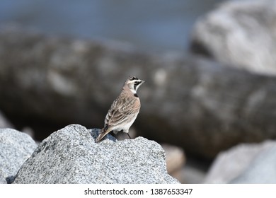 a migratory Horned Lark walking around
