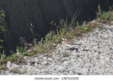 a migratory Horned Lark walking around