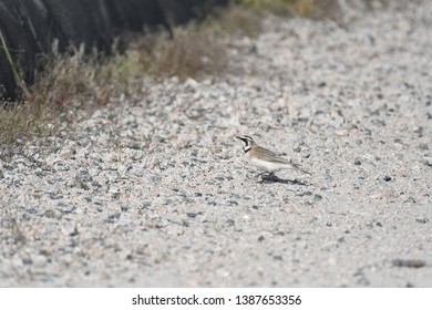 a migratory Horned Lark walking around