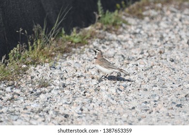 a migratory Horned Lark walking around