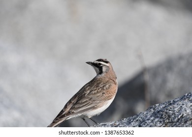 a migratory Horned Lark walking around