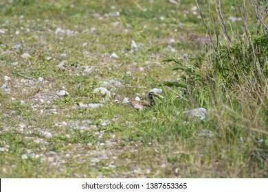 a migratory Horned Lark walking around