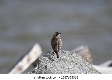a migratory Horned Lark walking around