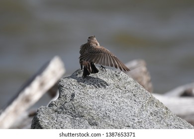 a migratory Horned Lark walking around