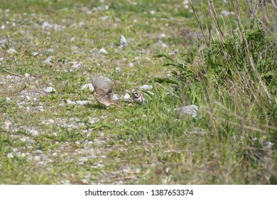 a migratory Horned Lark walking around