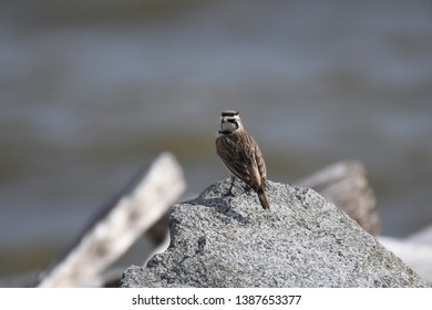 a migratory Horned Lark walking around