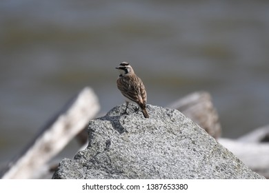 a migratory Horned Lark walking around