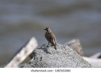 a migratory Horned Lark walking around