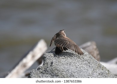 a migratory Horned Lark walking around
