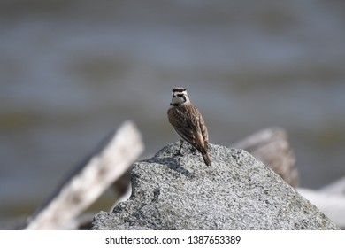 a migratory Horned Lark walking around